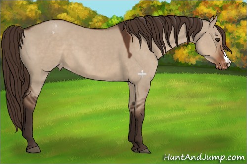 Horse Color:Liver Red Dun Appaloosa 