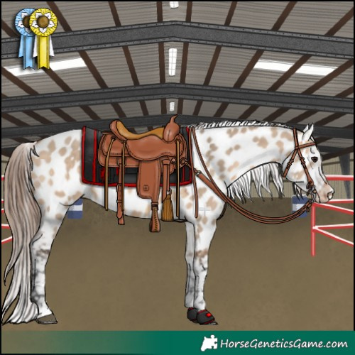 Horse Color:Bay Dun Appaloosa 