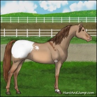 Horse Color:Red Dun Snowcap 