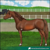 Horse Color:Chestnut 