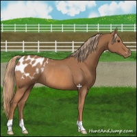 Horse Color:Chestnut Appaloosa Rabicano