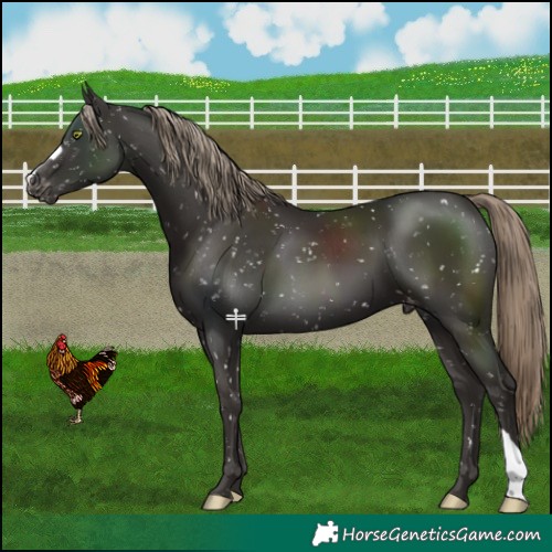 Horse Color:Liver Chestnut Mushroom Appaloosa 
