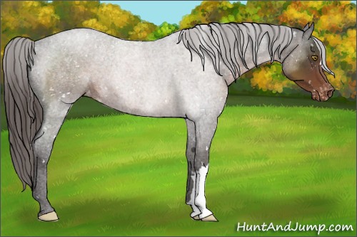 Horse Color:Liver Chestnut Appaloosa 