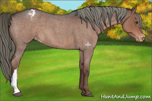 Horse Color:Liver Red Roan Mushroom Appaloosa 
