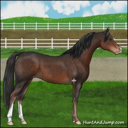 Horse Color:Liver Chestnut Appaloosa 