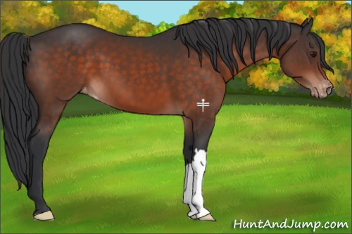 Horse Color:Brown Mushroom Appaloosa 