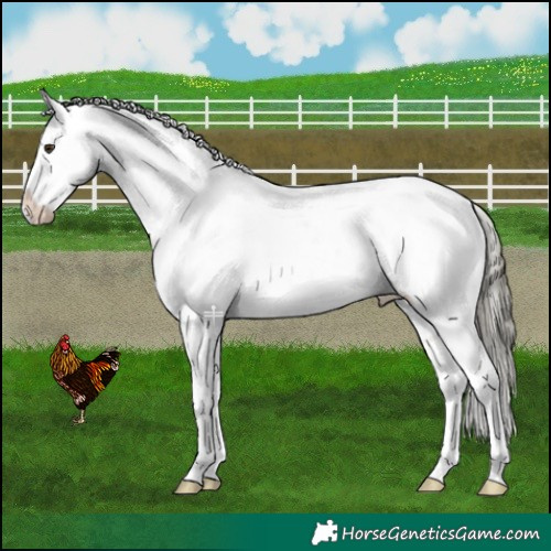 Horse Color:Liver Red Dun Mushroom Appaloosa 