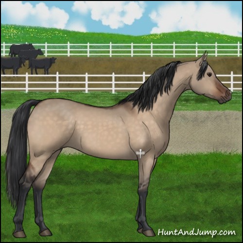 Horse Color:Brown Dun 