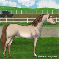 Horse Color:Red Dun 