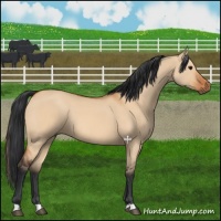 Horse Color:Bay Dun Rabicano 