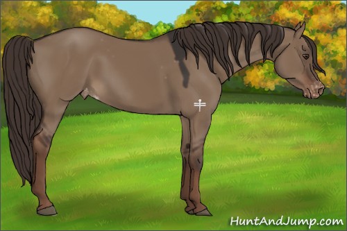 Horse Color:Liver Red Dun Appaloosa 