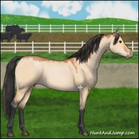 Horse Color:Bay Dun