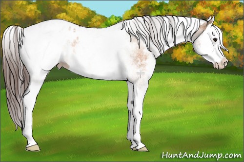 Horse Color:White Spotted Bay Dun Splash Appaloosa 