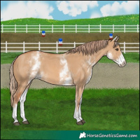 Horse Color:White Spotted Red Dun 