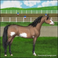Horse Color:Bay Dun Frame 