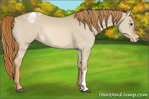 Horse Color:Red Dun Appaloosa 