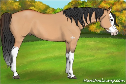 Horse Color:Bay Dun Splash 