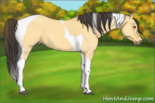 Horse Color:Buckskin Dun Tobiano 