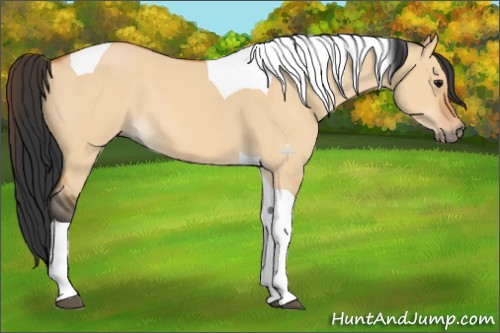 Horse Color:Bay Dun Tobiano 