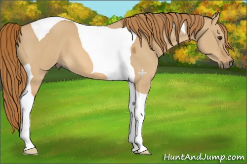 Horse Color:Red Dun Tobiano 