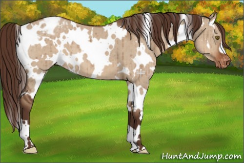 Horse Color:White Spotted Liver Red Dun Appaloosa Brindle 