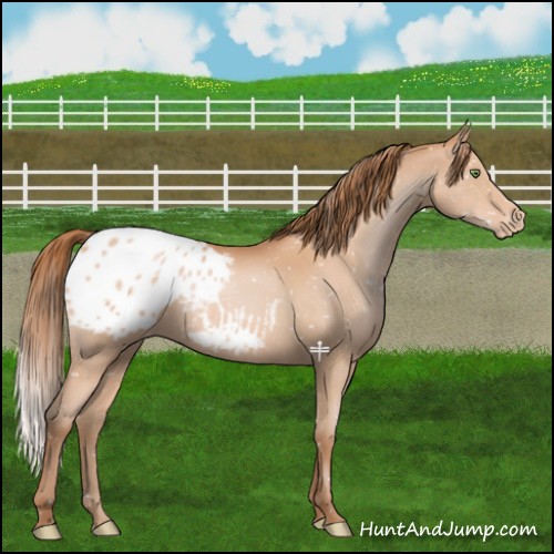 Horse Color:Brown Pearl Appaloosa