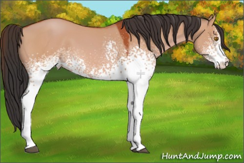 Horse Color:White Spotted Bay Dun 