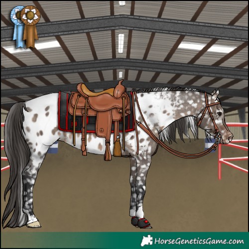 Horse Color:Brown Dun Appaloosa 