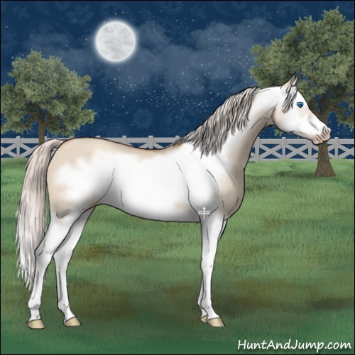 Horse Color:Silver Classic Champagne Dun Splash Frame 