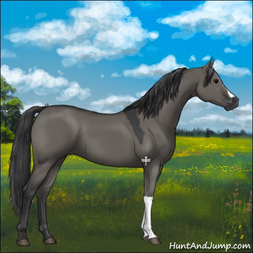 Horse Color:Grullo 