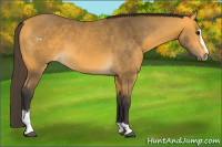 Horse Color:Buckskin Sabino 