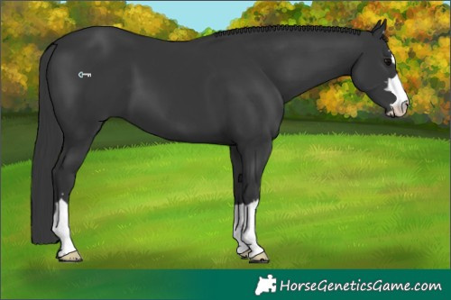 Horse Color:Black 