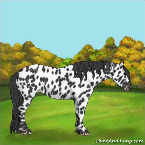 Horse Color:Black Near Leopard