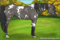 Horse Color:White Spotted Grullo