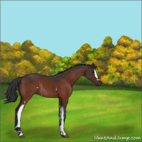 Horse Color:White Spotted Brown Rabicano 