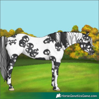 Horse Color:Black Sabino Frame 