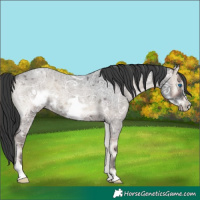 Horse Color:Blue Onyx Ice Roan Frame 