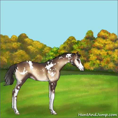 Horse Color:White Spotted Liver Red Onyx Sabino 