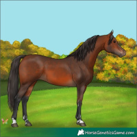 Horse Color:Bay 