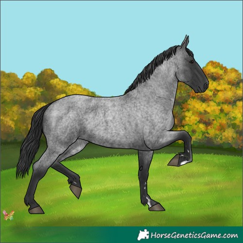 Horse Color:Blue Roan 