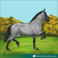 Horse Color:Blue Roan 
