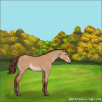 Horse Color:Chocolate Bay Dun 