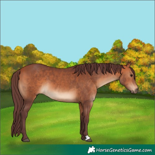 Horse Color:Chocolate Bay 