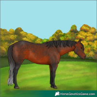 Horse Color:Bay 