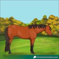 Horse Color:Bay 