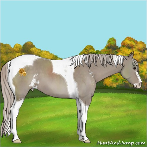 Horse Color:Silver Grullo Sabino Tobiano 