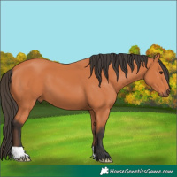 Horse Color:Bay 