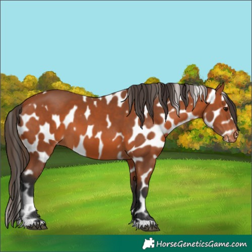 Horse Color:Bay Near Leopard