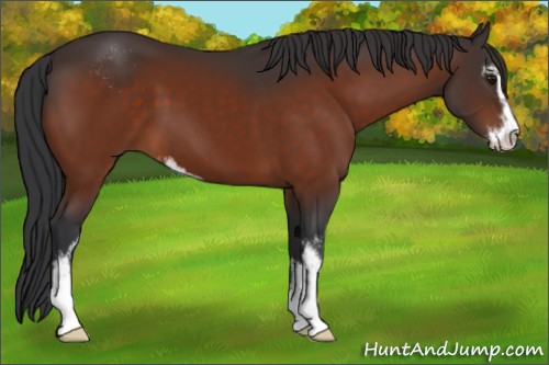 Horse Color:Brown Ice Sabino 