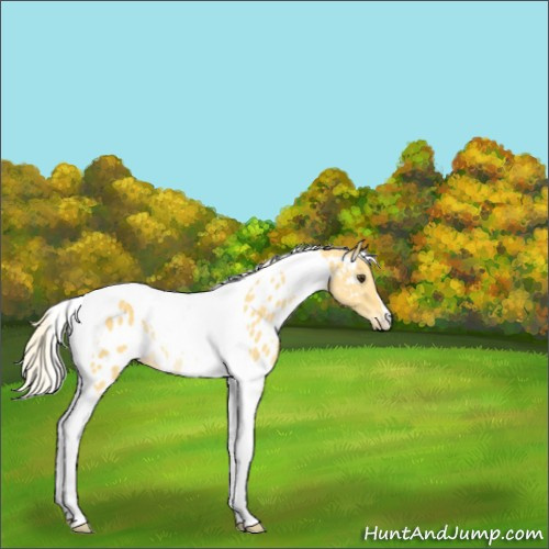 Horse Color:Palomino Tobiano Near Leopard 